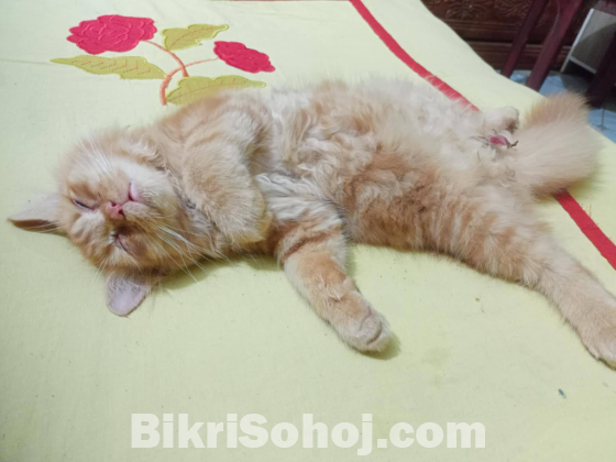 Persian cat